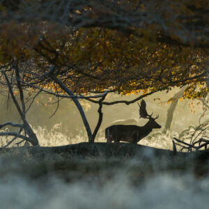 Daim - Dyrehaven - Copenhague - Danemark - Mickaël Bonnami Photographe - VP23