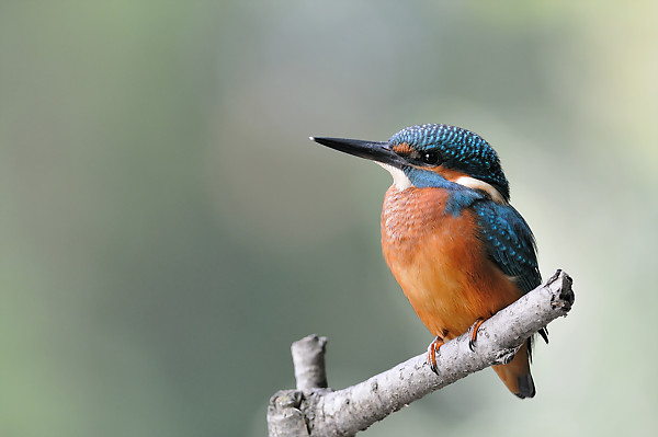 Martin-Pêcheur d'Europe - Oiseau - Cours photo Animalier - Formations photo VP23