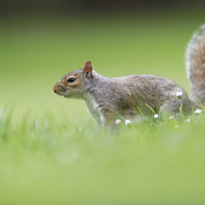 Écureuils de Londres - Voyage photo à Londres