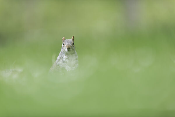 Écureuils de Londres - Voyage photo à Londres - Cours photo animalier