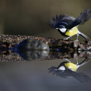 Stage photo Oiseaux - Drinkstation - Cavignac